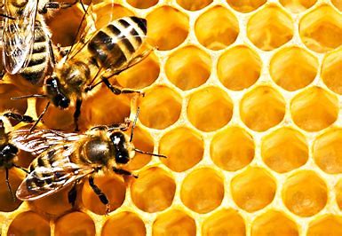 OIP.sB5a6DDVgLjKa4YhO4v9ZQHaEK